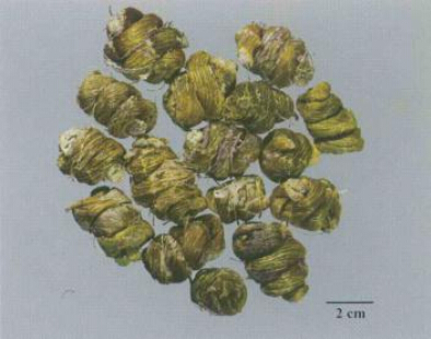 中草药图片大全名称 6368202134751919934571608.png